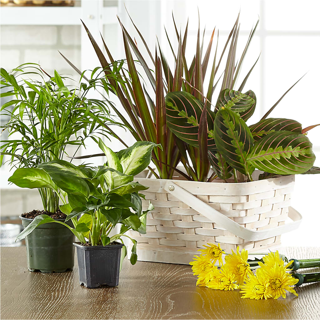 Florist Designed Blooming and Green Plants in a Basket – Herbert E Berg Florist Inc, Worcester MA