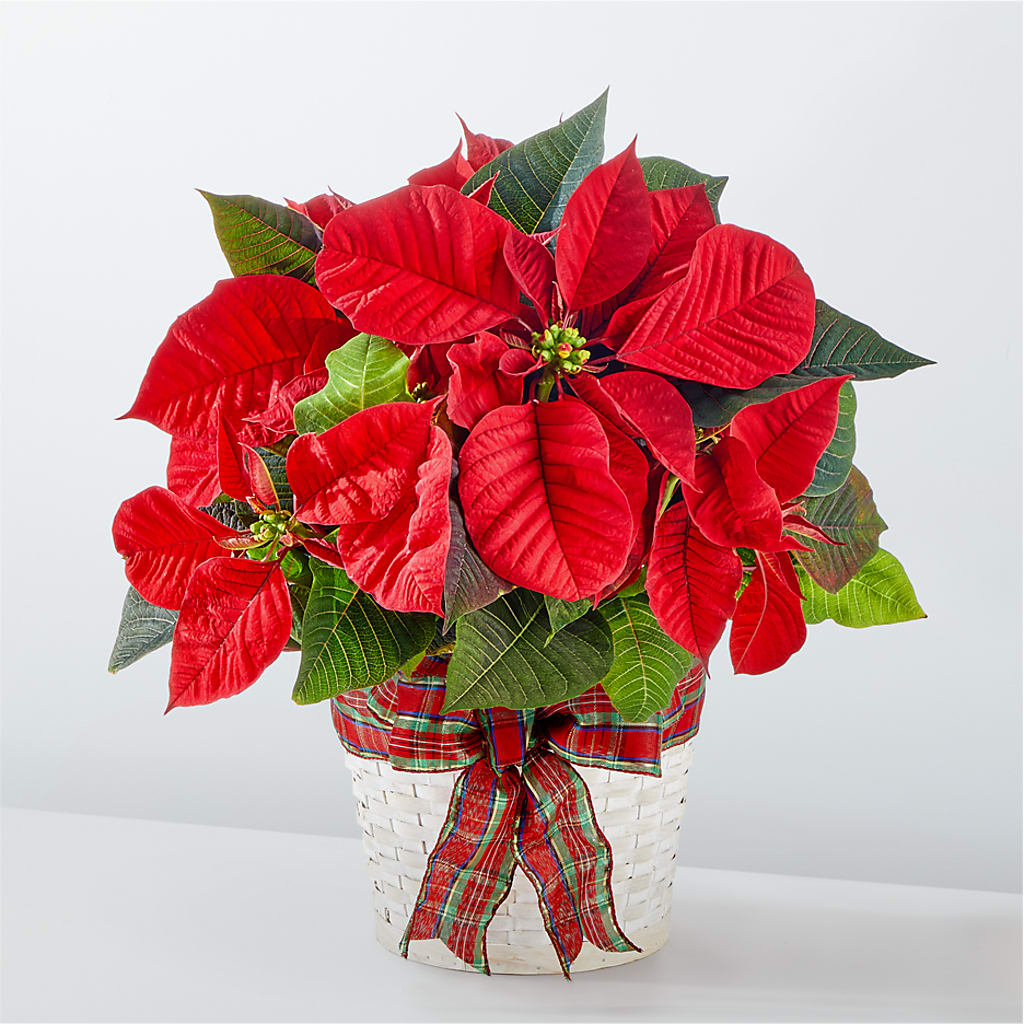Happiest Holidays Poinsettia – Herbert E Berg Florist Inc, Worcester MA