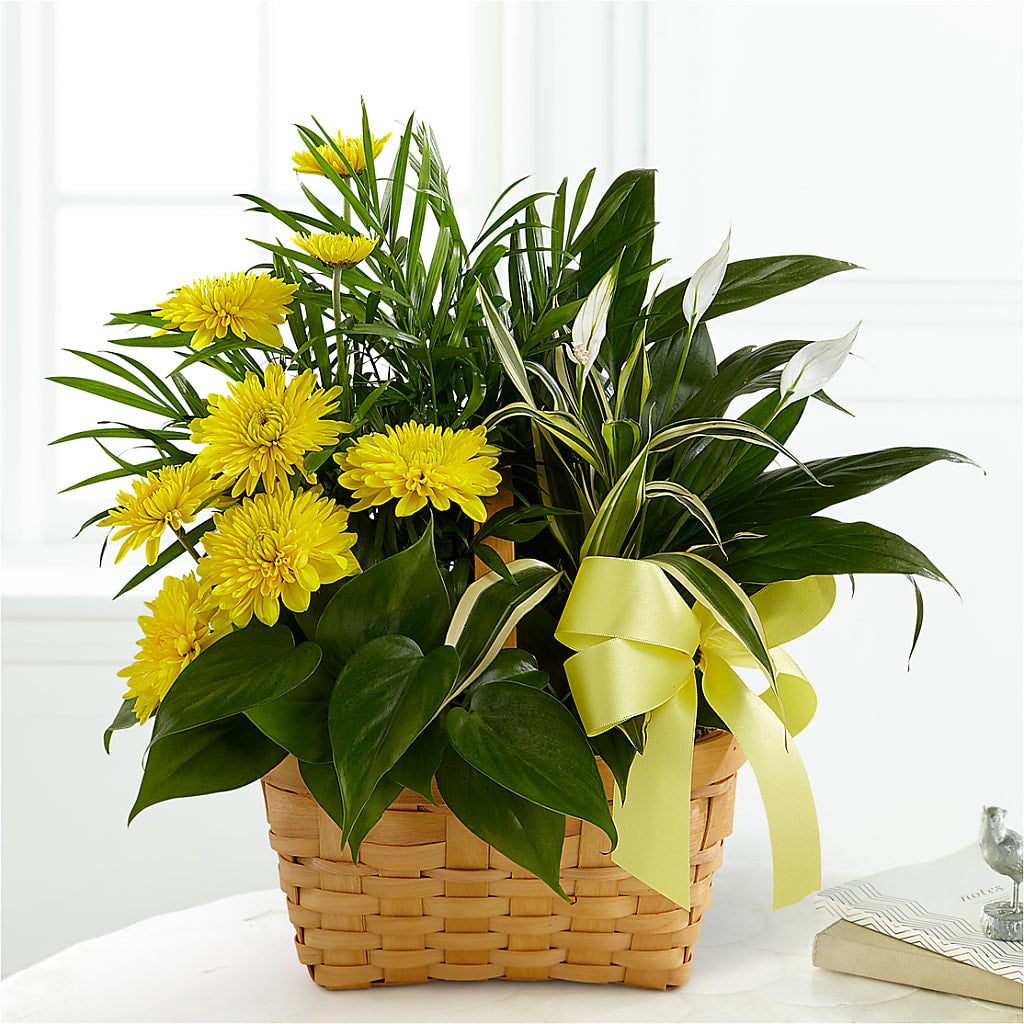 Loving Light Dishgarden – Herbert E Berg Florist Inc, Worcester MA