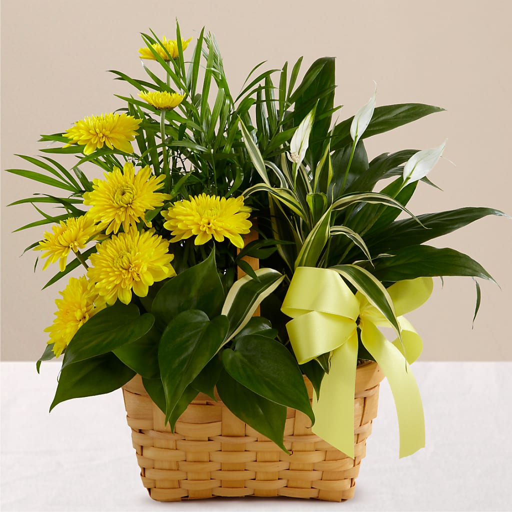 Loving Light Dishgarden – Herbert E Berg Florist Inc, Worcester MA