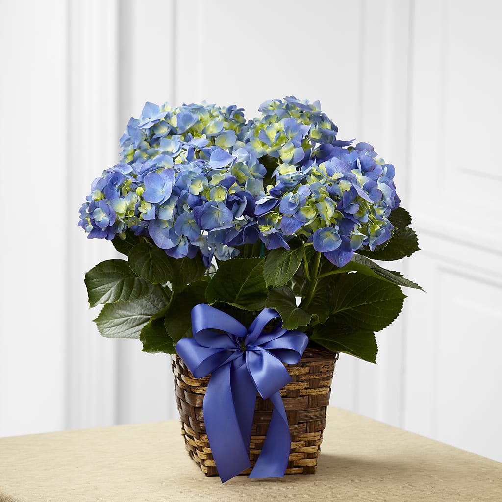 Blue Hydrangea Planter – Herbert E Berg Florist Inc, Worcester MA