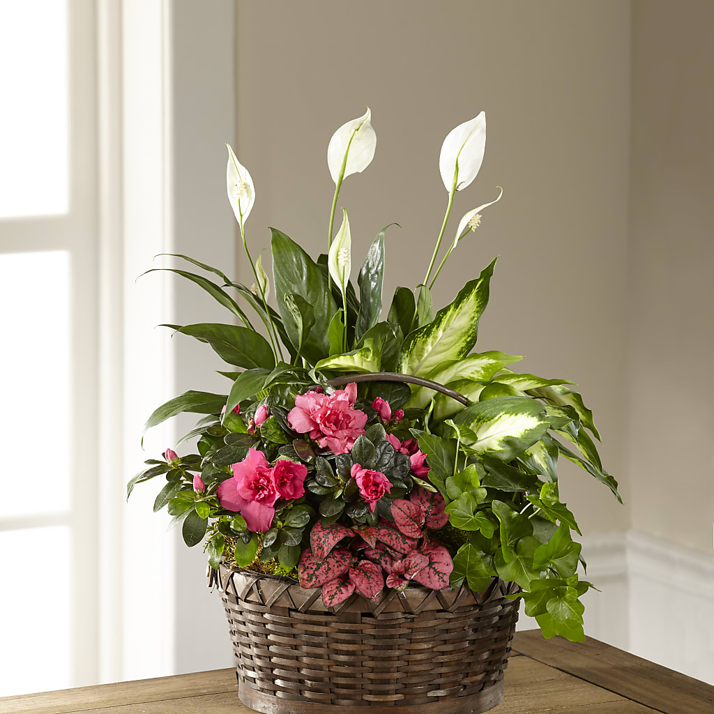 Dream in Pink Dishgarden – Herbert E Berg Florist Inc, Worcester MA