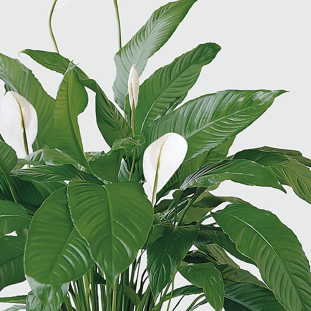 Tranquil Moments Peace Lily Plant – Herbert E Berg Florist Inc, Worcester MA