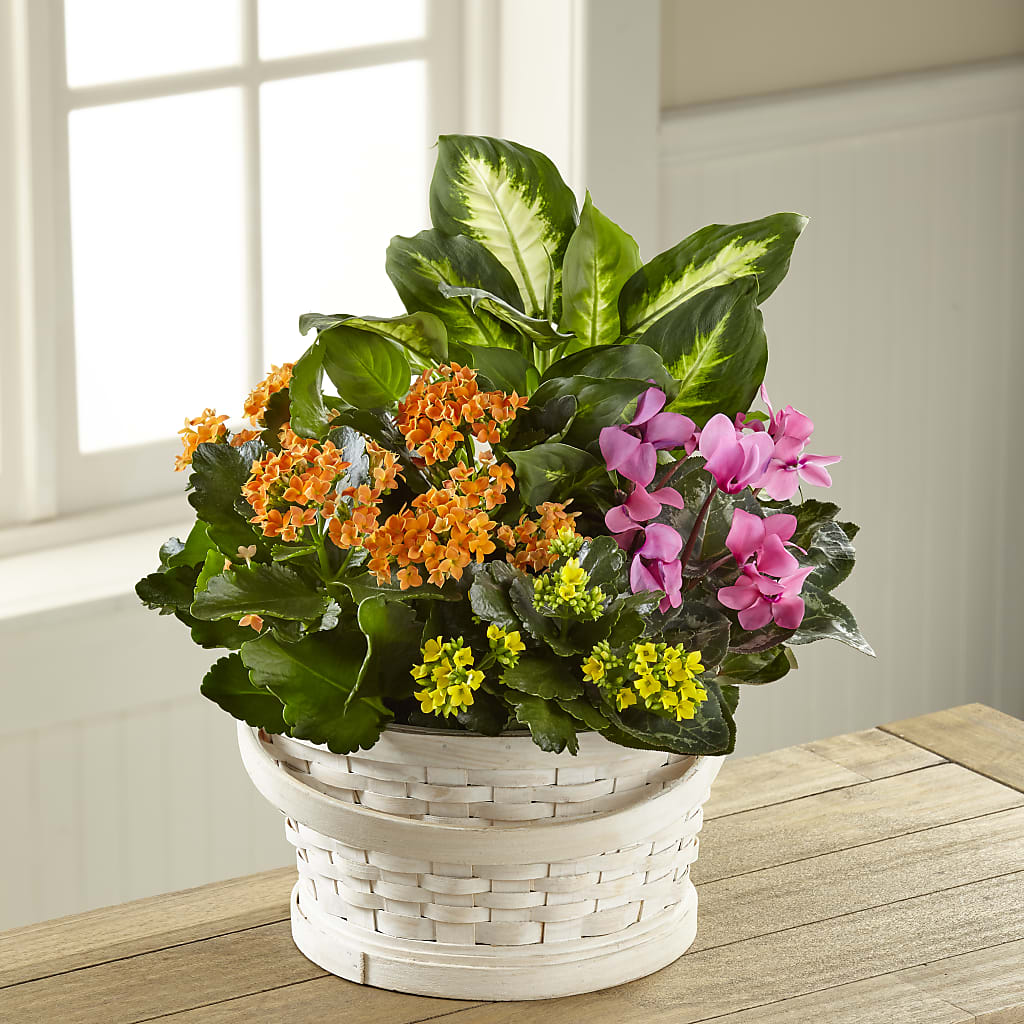 Color Crush Dishgarden – Herbert E Berg Florist Inc, Worcester MA