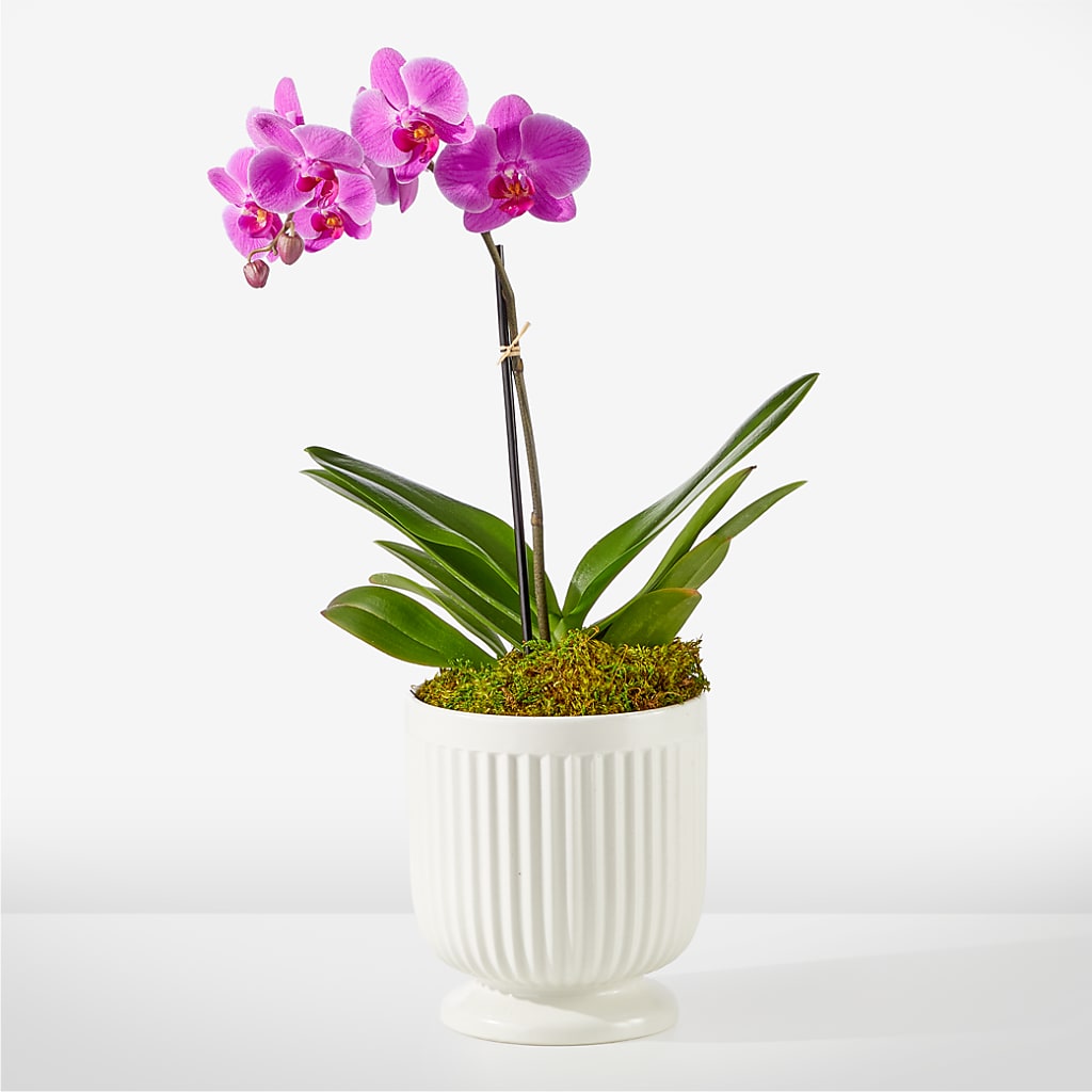 Friendly Fuchsia Orchid – Herbert E Berg Florist Inc, Worcester MA