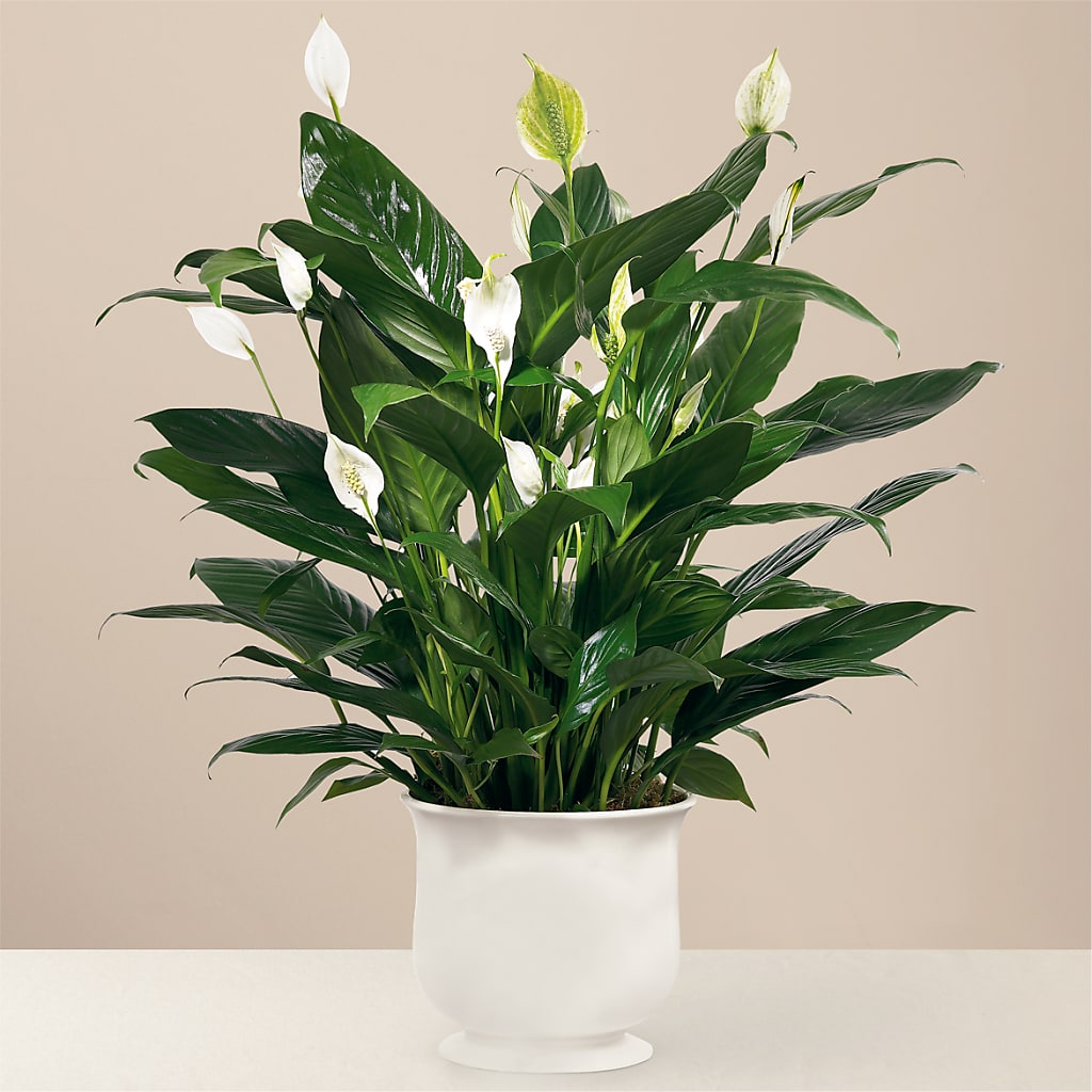 Comfort Planter – Herbert E Berg Florist Inc, Worcester MA