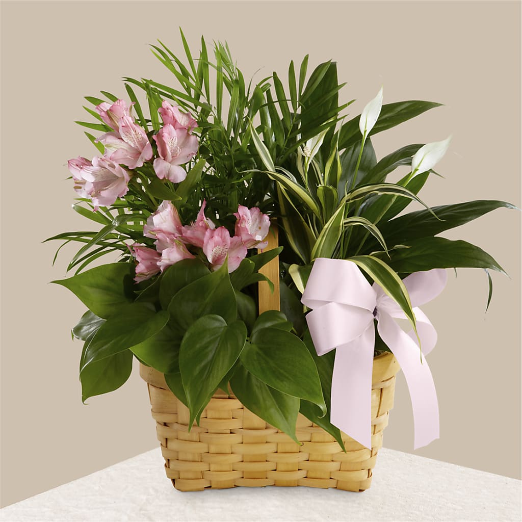 Living Spirit Dishgarden – Herbert E Berg Florist Inc, Worcester MA