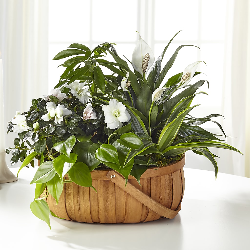 Serene Dishgarden – Herbert E Berg Florist Inc, Worcester MA