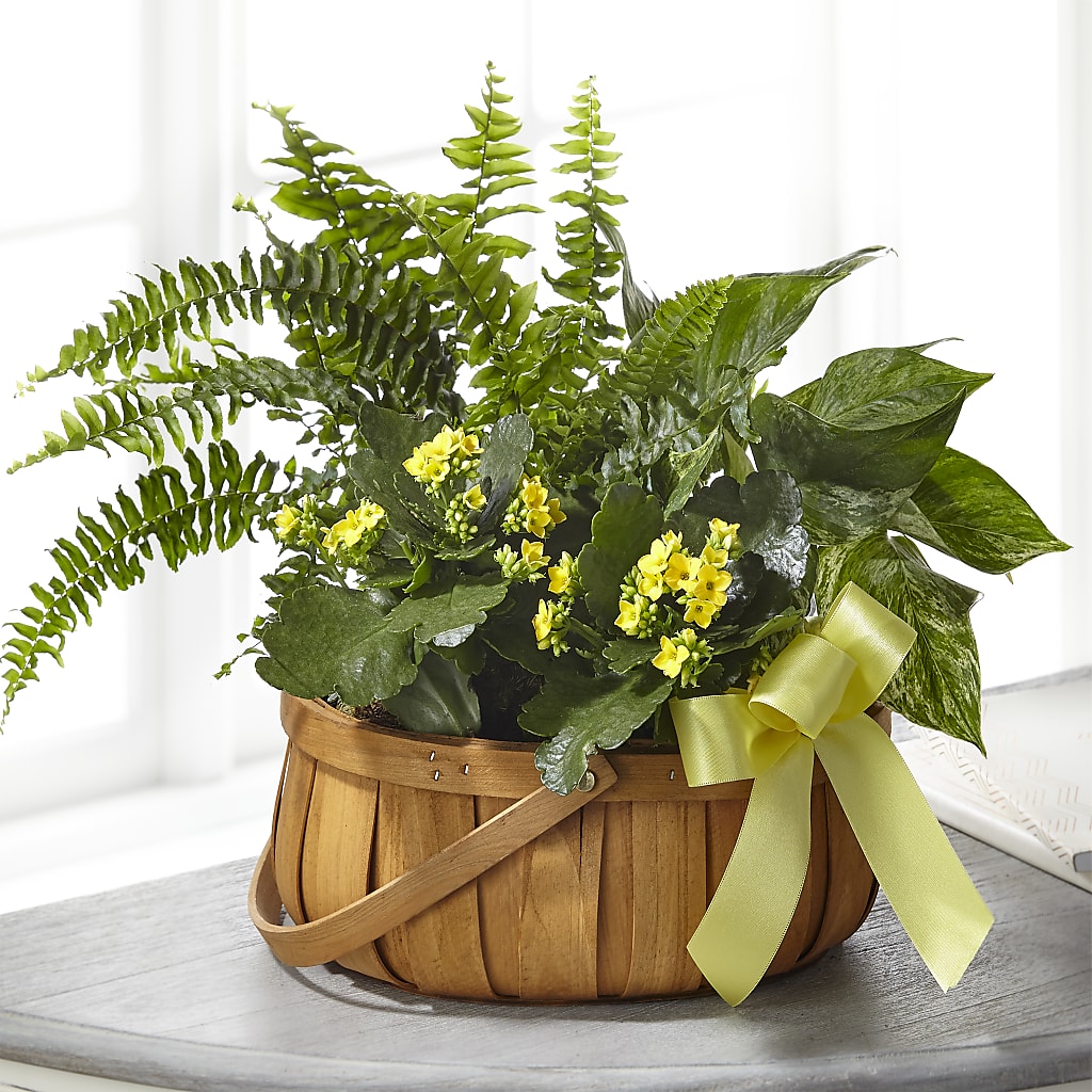 Always Dear Dishgarden – Herbert E Berg Florist Inc, Worcester MA