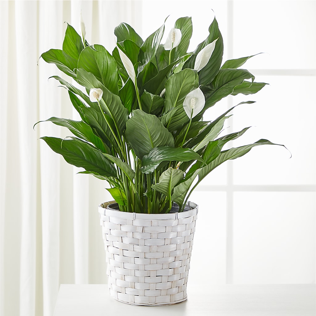 A New Leaf Peace Lily – Herbert E Berg Florist Inc, Worcester MA
