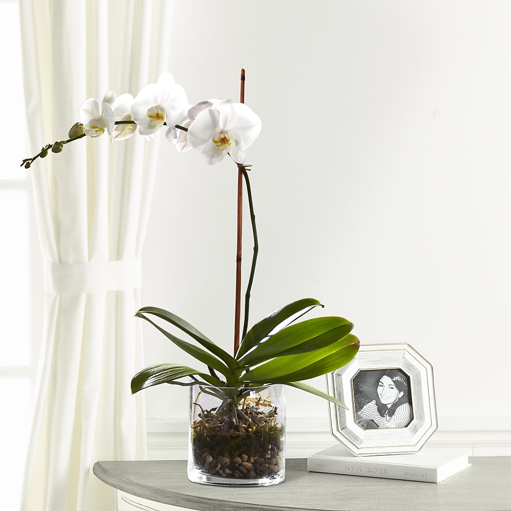 White Orchid Planter – Herbert E Berg Florist Inc, Worcester MA