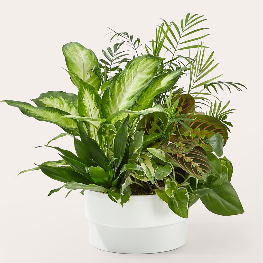 Radiating Positivity Dishgarden – Herbert E Berg Florist Inc, Worcester MA