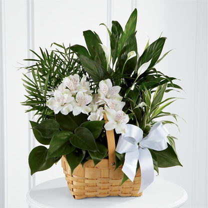 Peace & Serenity Dishgarden –  Herbert E Berg Florist Inc, Worcester MA