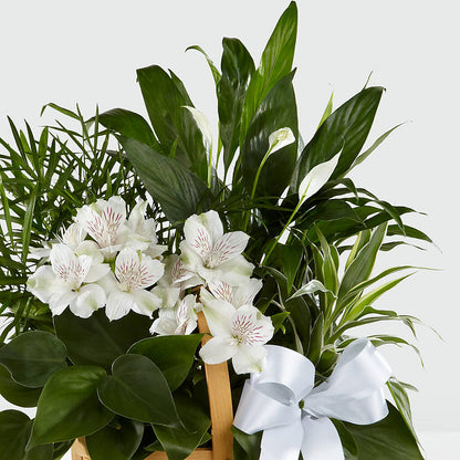 Peace & Serenity Dishgarden –  Herbert E Berg Florist Inc, Worcester MA