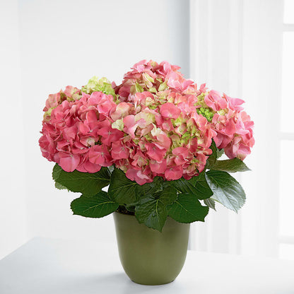 Pink Hydrangea Planter –  Herbert E Berg Florist Inc, Worcester MA