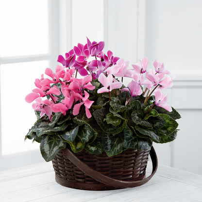 Mixed Cyclamen Planter –  Herbert E Berg Florist Inc, Worcester MA