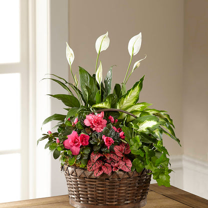Dream in Pink Dishgarden –  Herbert E Berg Florist Inc, Worcester MA