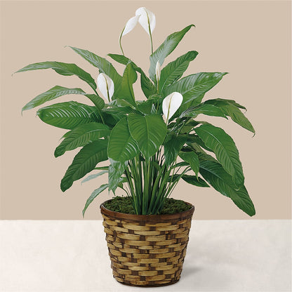 Tranquil Moments Peace Lily Plant –  Herbert E Berg Florist Inc, Worcester MA