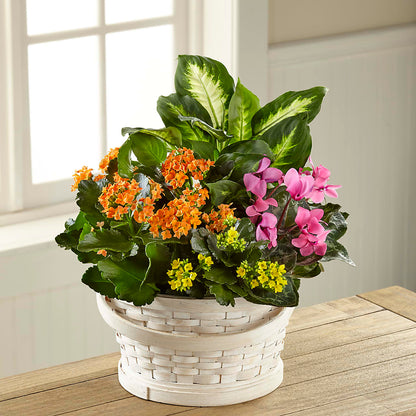 Color Crush Dishgarden –  Herbert E Berg Florist Inc, Worcester MA
