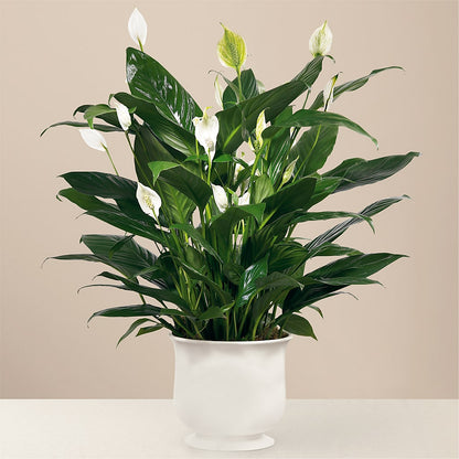 Comfort Planter –  Herbert E Berg Florist Inc, Worcester MA