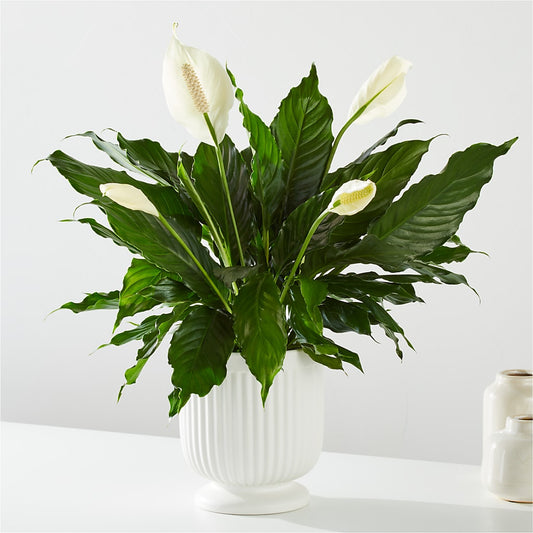 Comfort Planter –  Herbert E Berg Florist Inc, Worcester MA