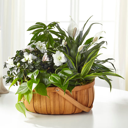 Serene Dishgarden –  Herbert E Berg Florist Inc, Worcester MA