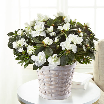 White Azalea Plant –  Herbert E Berg Florist Inc, Worcester MA