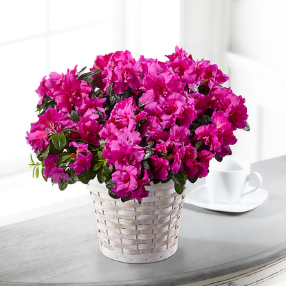 Hope & Serenity Azalea Plant –  Herbert E Berg Florist Inc, Worcester MA