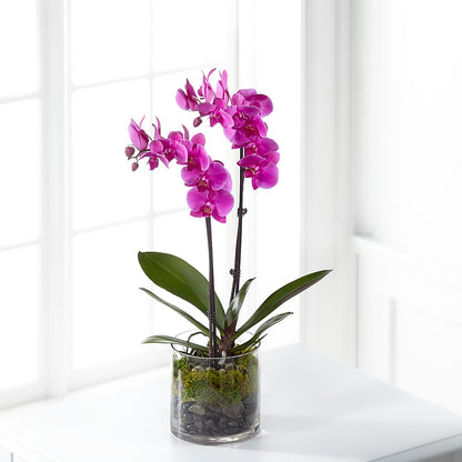 Pink Orchid Plant –  Herbert E Berg Florist Inc, Worcester MA