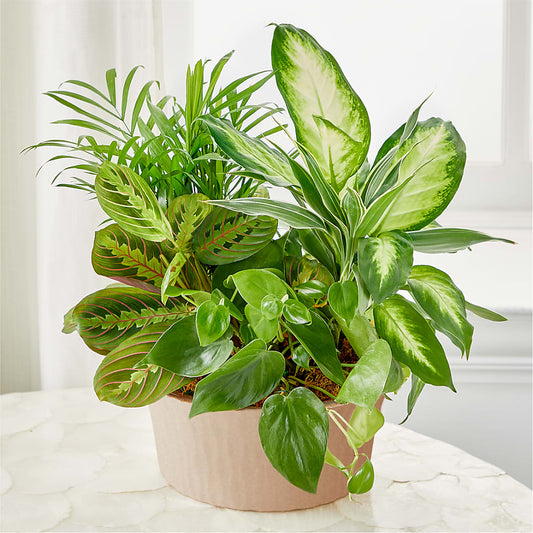 Balance & Harmony Dishgarden –  Herbert E Berg Florist Inc, Worcester MA