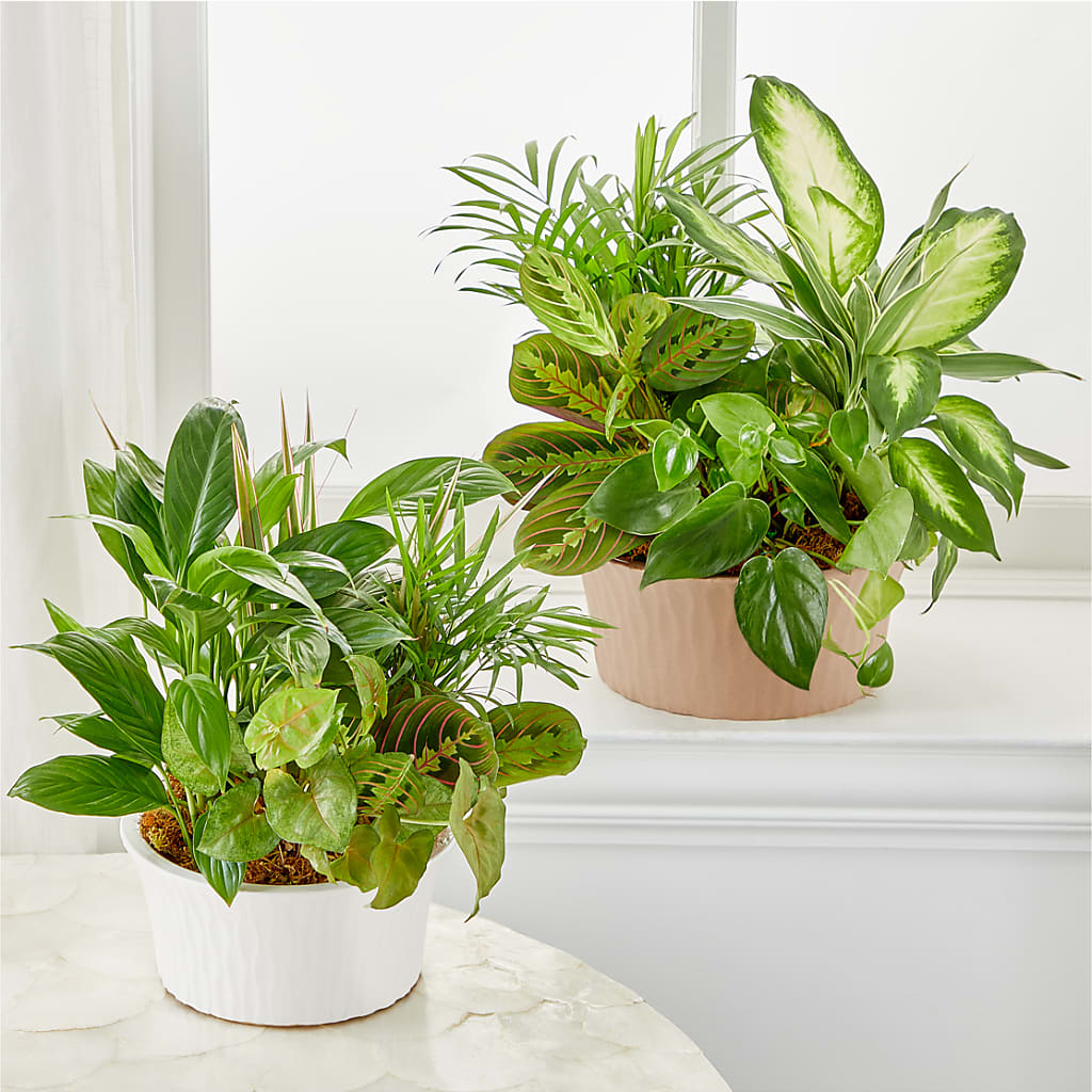 Balance & Harmony Dishgarden –  Herbert E Berg Florist Inc, Worcester MA