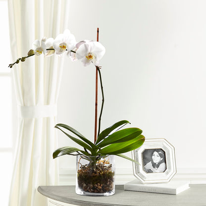 White Orchid Planter –  Herbert E Berg Florist Inc, Worcester MA