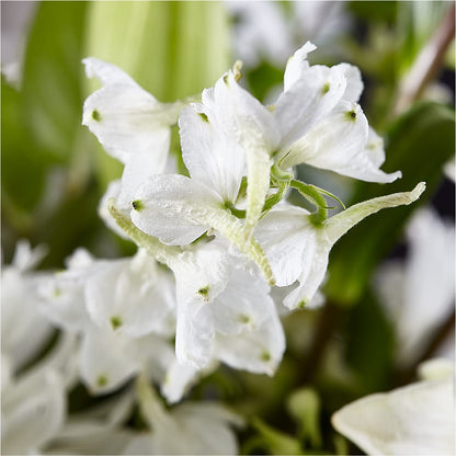 Classic Ivory – A Florist Original –  Herbert E Berg Florist Inc, Worcester MA