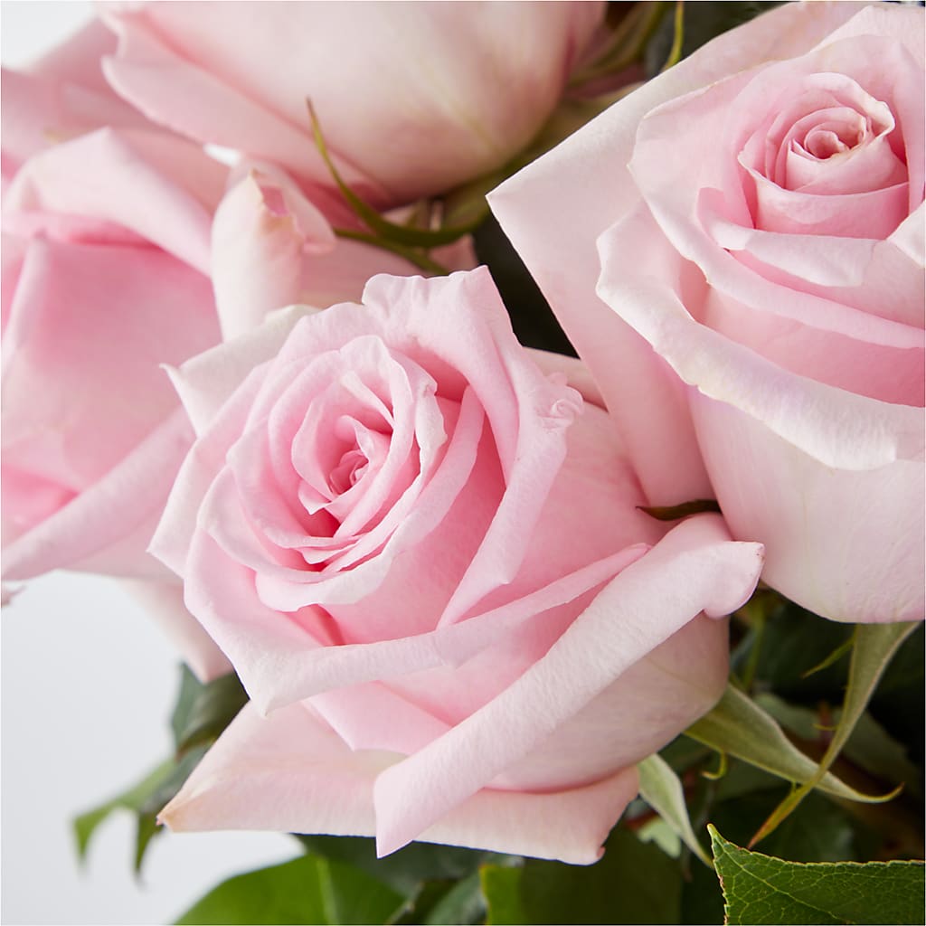 Picture Perfect Pink Rose Bouquet –  Herbert E Berg Florist Inc, Worcester MA