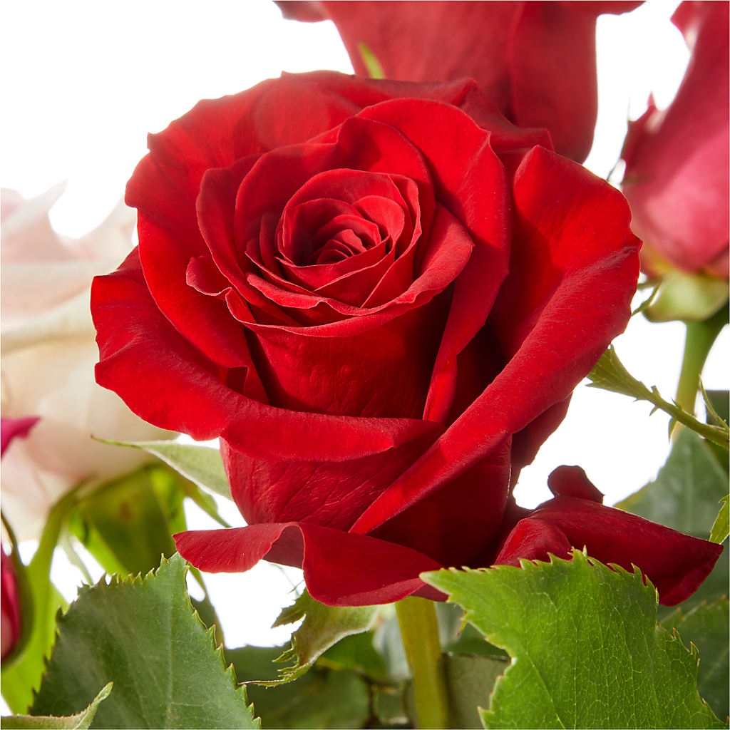 Love Notes Rose Bouquet –  Herbert E Berg Florist Inc, Worcester MA